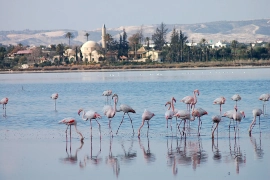 Larnaca salt lake